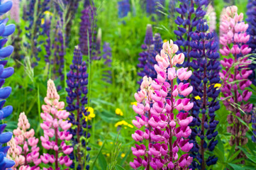 Pink and Purple Lupin