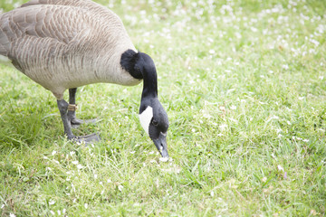 Canada Goose