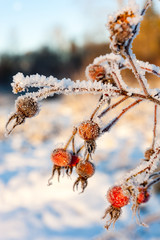 Rose hips covered in ice crystals in winter