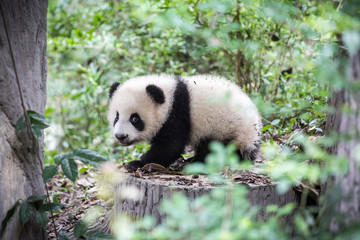 Cute young panda © Pises Tungittipokai