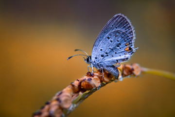 Obraz premium Eastern tailed Blue butterfly close up