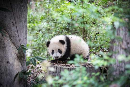 Fototapeta Cute young panda
