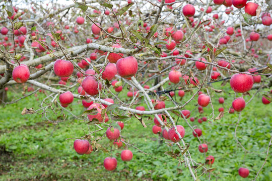 Trees with red apples in an orchard