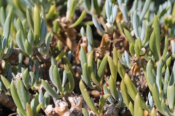 Obraz premium Community