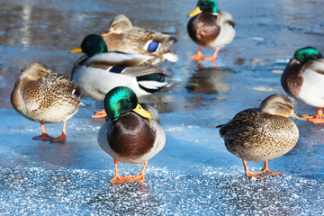 Ducks near frozen lake on winter day