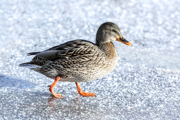Duck near frozen lake on winter day