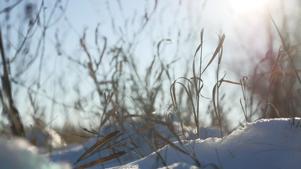dry grass sways in the wind winter snow nature landscape