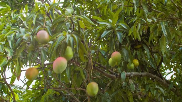 Naturally Grown Mangos Fruit Tree on a Tropical Island with Green Leaves and Branches Blowing in the Wind