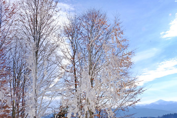 Trees covered with snow on bright winter day