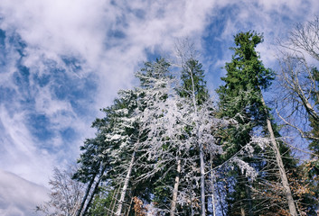 Coniferous trees covered with snow on bright winter day