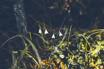 Macro shoot of small harebell flowers and grass growing from moss with blurred snag in background, pinery, Russia, Sayan