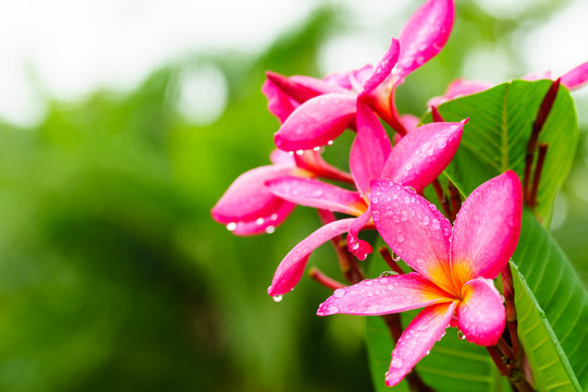 Plumeria ruba after the rain.