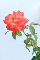 one bloom coral rose on white