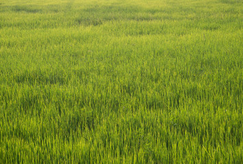 Obraz na płótnie Canvas Rice field