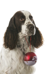 English Springer Spaniel - Christmas dog 