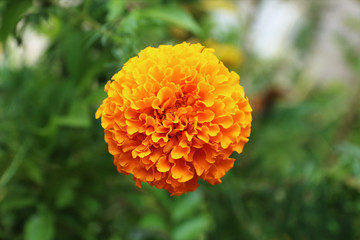 one marigold on green blur background