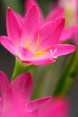 Obraz na płótnie Canvas Pink beautiful Fairy lily in garden.