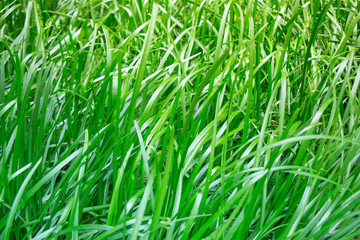 Thick green grass among other jungle greenery in my lush tropical garden. This beautiful wild grass is part of a pasture on my rural property and is a great place to enjoy a spring or summer day.