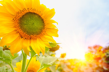 Selective and Soft focus. Sunflowers field with lighting flare effect.