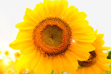 Selective and Soft focus. Sunflowers field  with lighting flare effect.