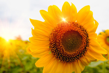 Naklejka premium Selective and Soft focus. Sunflowers field with lighting flare effect.