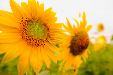 Selective and Soft focus. Sunflowers field with lighting flare effect.