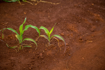plantação de milho