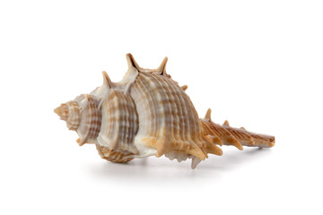 Shell from the Pacific Ocean floor