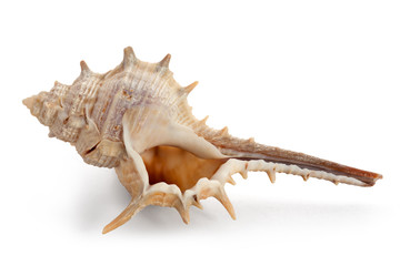 Shell from the Pacific Ocean floor