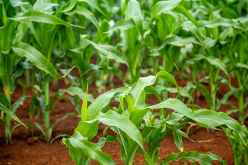 plantação de milho