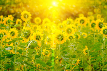 Selective and Soft focus. Sunflowers field with lighting flare effect.