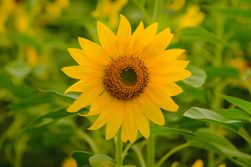 Fototapeta premium Selective and Soft focus. Sunflowers field.