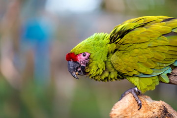 The military macaw is a large parrot and is medium-sized. Though considered vulnerable as a wild species, it is still commonly found in the pet trade industry. It is found in the forests of Mexico. 