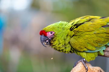 The military macaw is a large parrot and is medium-sized. Though considered vulnerable as a wild species, it is still commonly found in the pet trade industry. It is found in the forests of Mexico. 