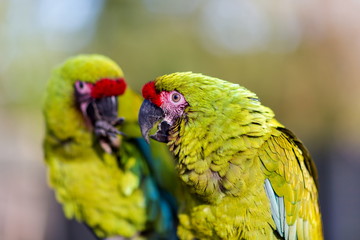 The military macaw is a large parrot and is medium-sized. Though considered vulnerable as a wild species, it is still commonly found in the pet trade industry. It is found in the forests of Mexico. 