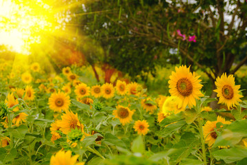 Selective and Soft focus. Sunflowers field with lighting flare effect.