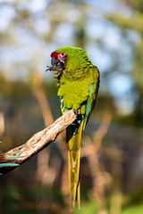 The military macaw is a large parrot and is medium-sized. Though considered vulnerable as a wild species, it is still commonly found in the pet trade industry. It is found in the forests of Mexico. 