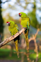 Naklejka premium The military macaw is a large parrot and is medium-sized. Though considered vulnerable as a wild species, it is still commonly found in the pet trade industry. It is found in the forests of Mexico. 