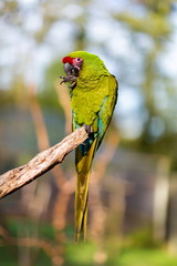 The military macaw is a large parrot and is medium-sized. Though considered vulnerable as a wild species, it is still commonly found in the pet trade industry. It is found in the forests of Mexico. 