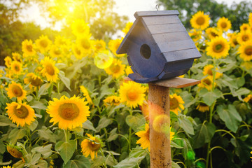 Selective and Soft focus. Bird Houses on Sunflowers field background with lighting flare effect.