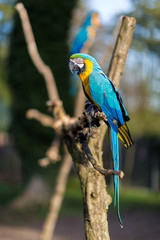 The blue-and-yellow, also known as the blue-and-gold macaw, is a large South American parrot with blue top parts and yellow under parts. It is a member of the large group of neotropical parrots.