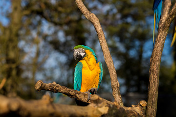 The blue-and-yellow, also known as the blue-and-gold macaw, is a large South American parrot with blue top parts and yellow under parts. It is a member of the large group of neotropical parrots.