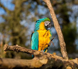 The blue-and-yellow, also known as the blue-and-gold macaw, is a large South American parrot with blue top parts and yellow under parts. It is a member of the large group of neotropical parrots.