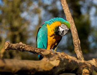 The blue-and-yellow, also known as the blue-and-gold macaw, is a large South American parrot with blue top parts and yellow under parts. It is a member of the large group of neotropical parrots.