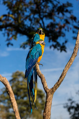 The blue-and-yellow, also known as the blue-and-gold macaw, is a large South American parrot with blue top parts and yellow under parts. It is a member of the large group of neotropical parrots.