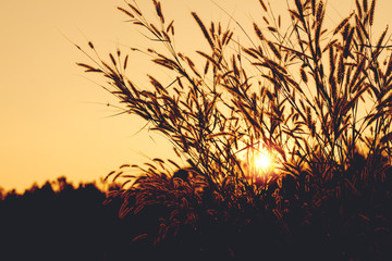 Silhouette of grass flower in sunset.