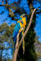 The blue-and-yellow, also known as the blue-and-gold macaw, is a large South American parrot with blue top parts and yellow under parts. It is a member of the large group of neotropical parrots.