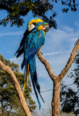 Obraz premium The blue-and-yellow, also known as the blue-and-gold macaw, is a large South American parrot with blue top parts and yellow under parts. It is a member of the large group of neotropical parrots.