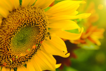 The bee sitting on sunflower. Selective and Soft focus with Sun rise flare effect.