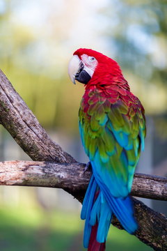 The green-winged macaw, also known as the red-and-green , is a large, mostly-red bird of the Ara genus. This is the largest of the genus, widespread in the forests and woodlands of South America.
